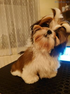 Dog Photo