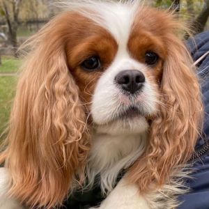 Dog Photo