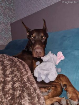 Dog Photo