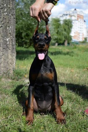 Dog Photo