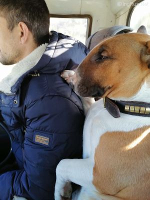 Dog Photo