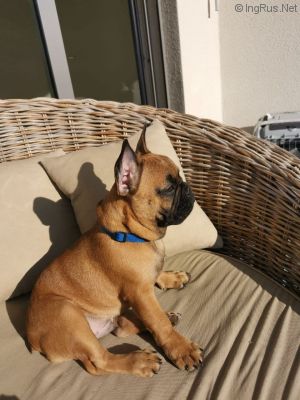 Dog Photo