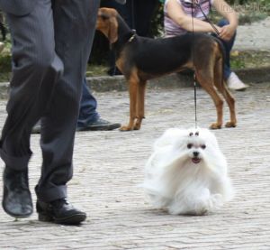Dog Photo