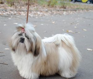 Dog Photo