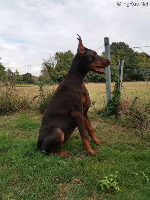 Dog Photo