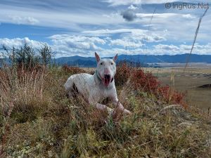 Dog Photo