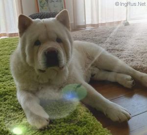 Dog Photo