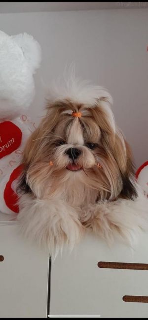 Dog Photo