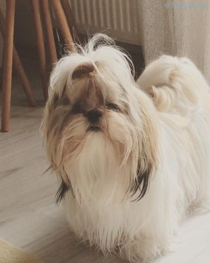Dog Photo