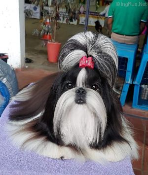 Dog Photo