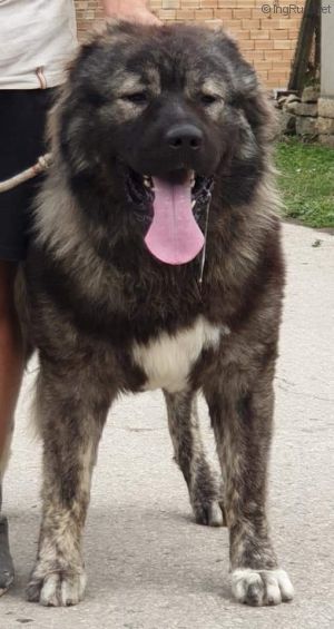 Dog Photo