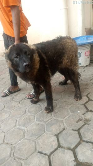 Dog Photo