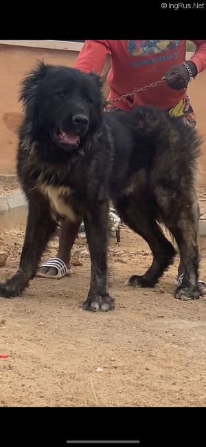 Dog Photo