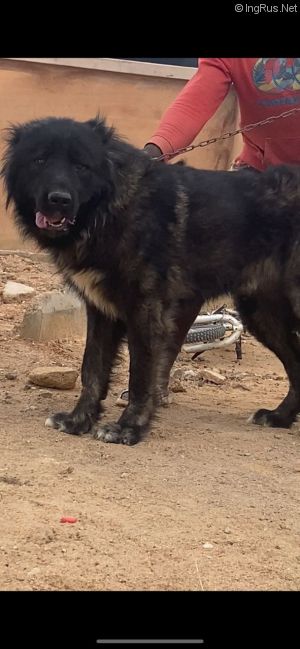 Dog Photo