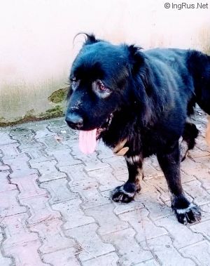 Dog Photo