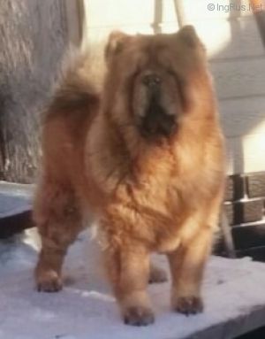 Dog Photo