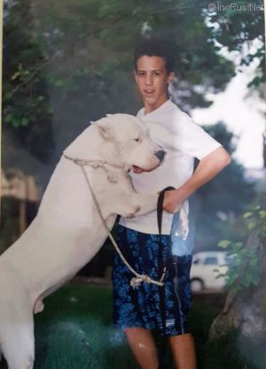 Dog Photo