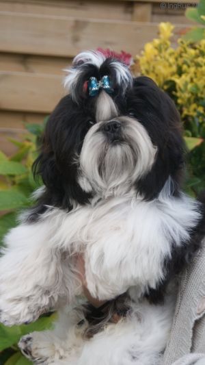 Dog Photo