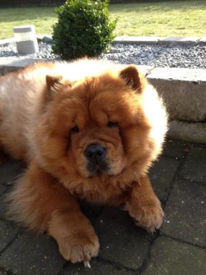 Dog Photo
