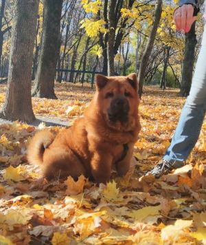 Dog Photo