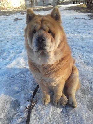 Dog Photo