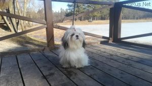 Dog Photo