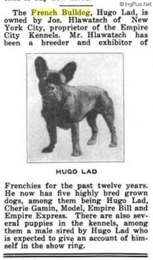 Dog Photo