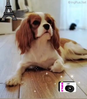 Dog Photo