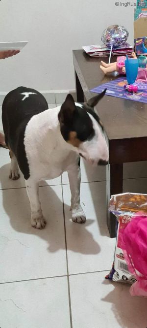 Dog Photo