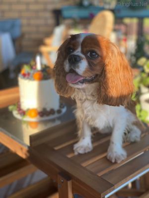 Dog Photo