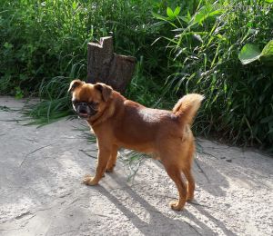 Dog Photo