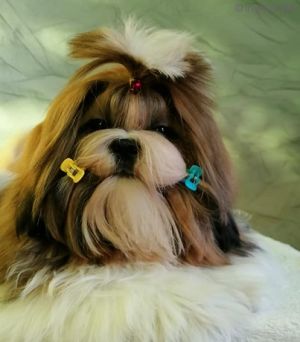 JADE SAND DARLENE THE LITTLE PRINCESSE