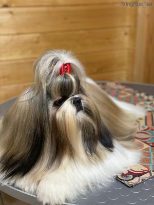Dog Photo