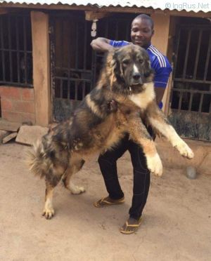 Dog Photo