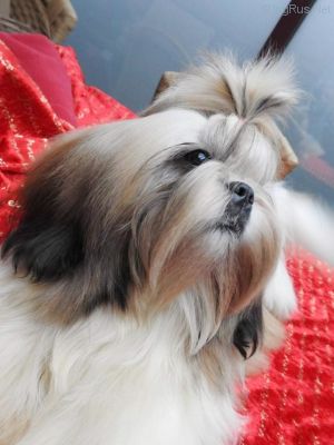 Dog Photo