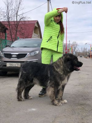 Dog Photo
