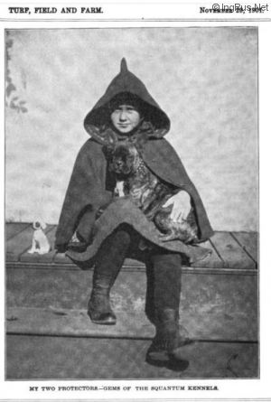 Dog Photo