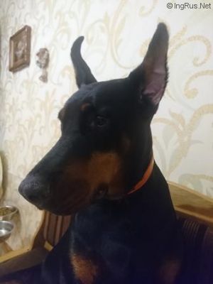 Dog Photo