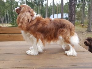 Dog Photo