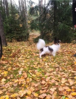 Dog Photo