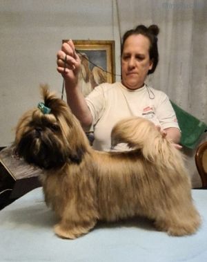 Dog Photo