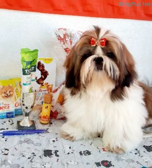 Dog Photo