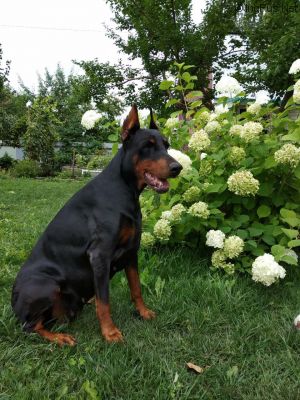Dog Photo