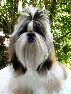 Dog Photo