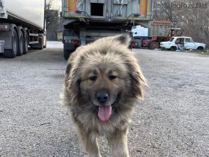 Dog Photo