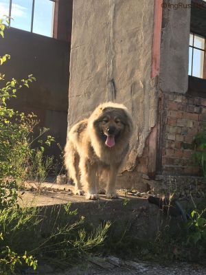 Dog Photo