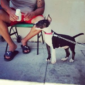 Dog Photo