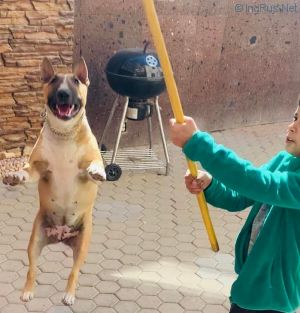 Dog Photo