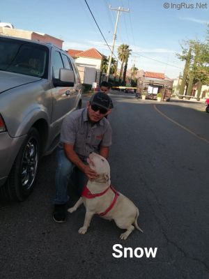 Dog Photo