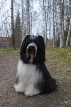 Dog Photo